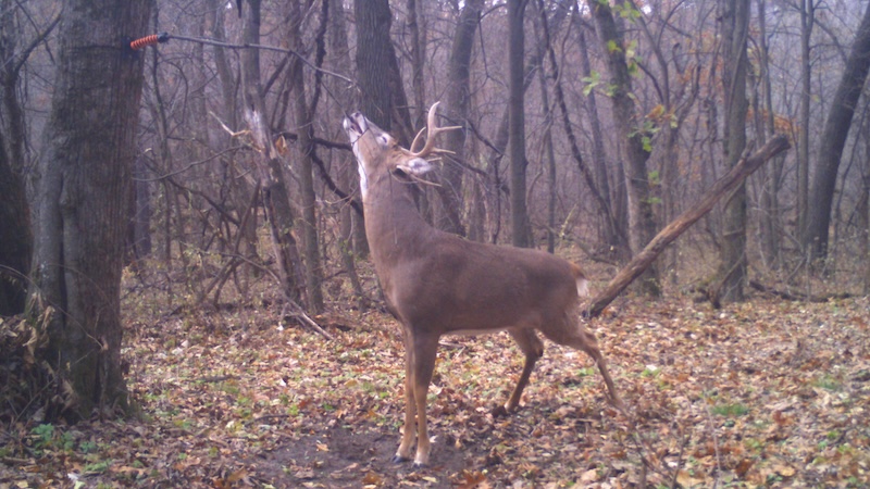 big_buck_scent_marking_a_hodag_licking_branch_mock_scrape_setup-b37f
