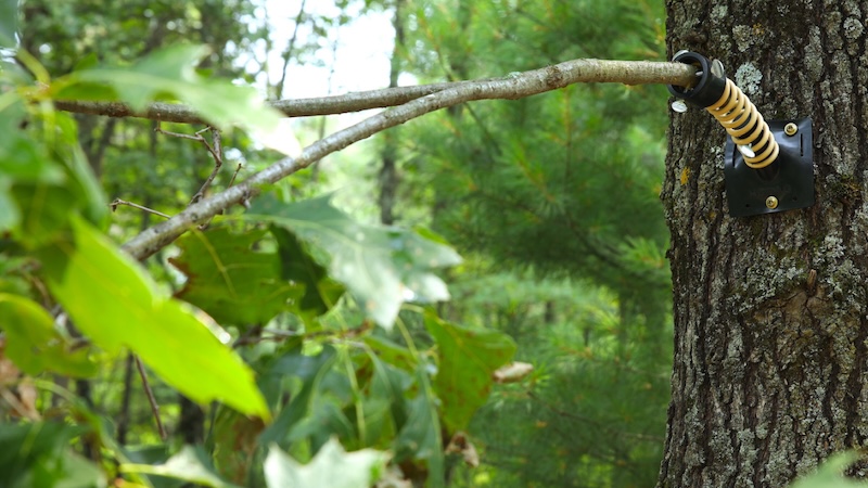 hodag_licking_branch_installed_on_a_tree-8356