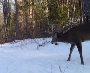 northern wi deer hunting