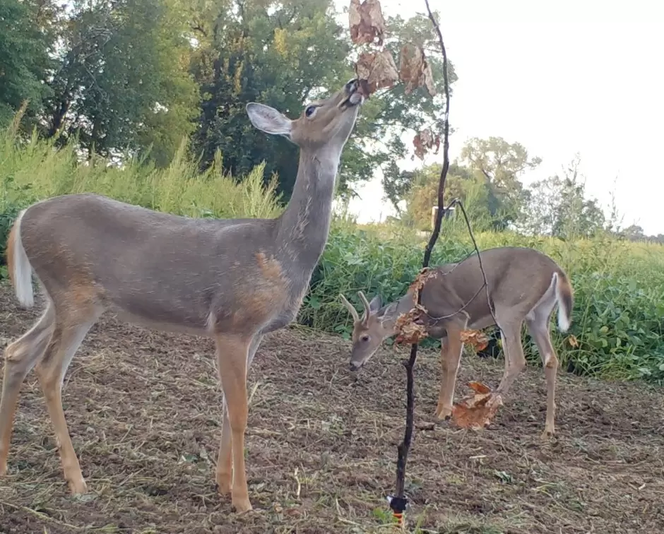 deer attractant products