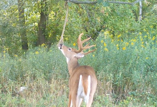 Hemp Rope For Deer Scent Communication | HODAG Outdoors