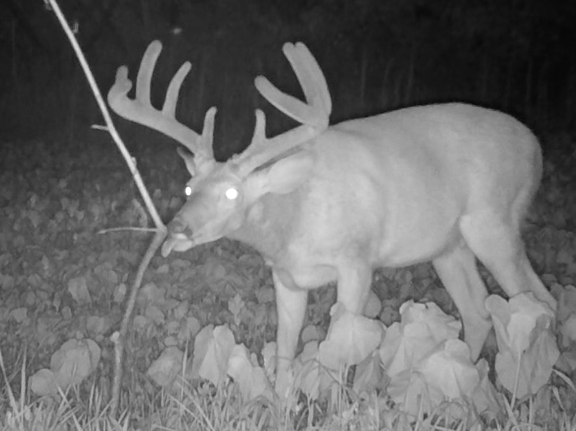 Summer Deer Scouting: Creating a Summer Scent Communication Hub