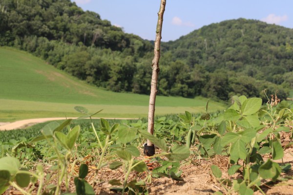 Improving Your Food Plots w/ the HODAG Licking Stick