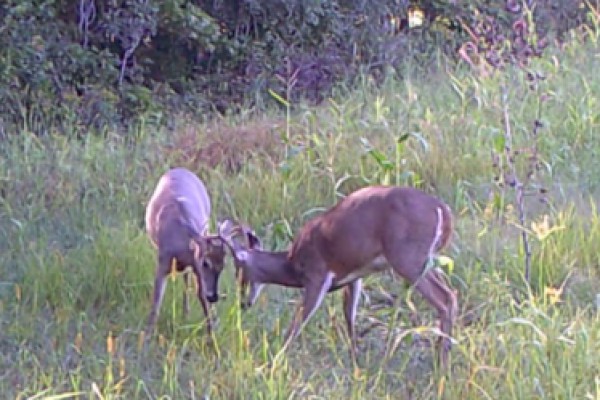 The battle of the Licking Stick - bucks establishing dominance and becoming territorial