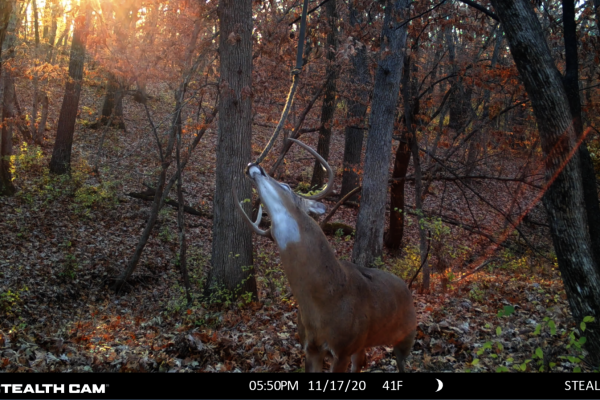 Hemp Rope For Deer Scent Communication