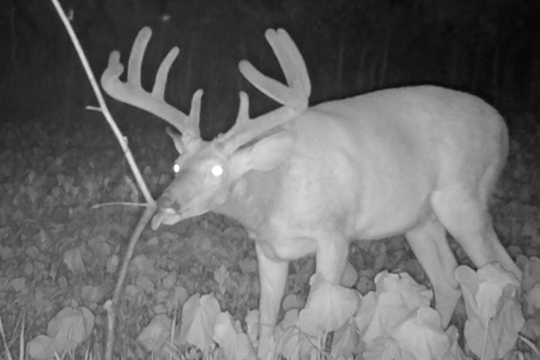 Summer Deer Scouting: Creating a Summer Scent Communication Hub
