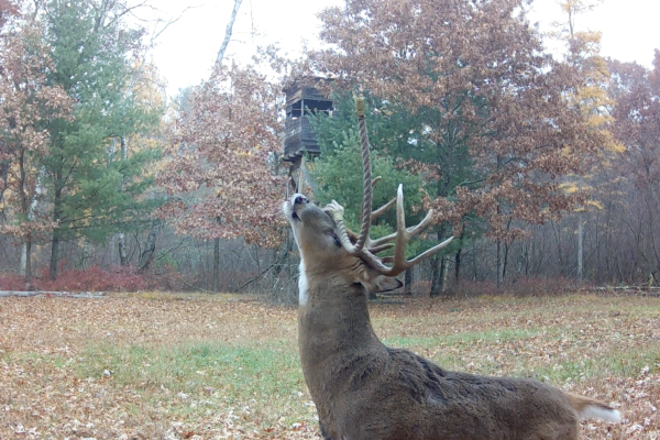 The Original Hemp Rope for Mock Scrapes