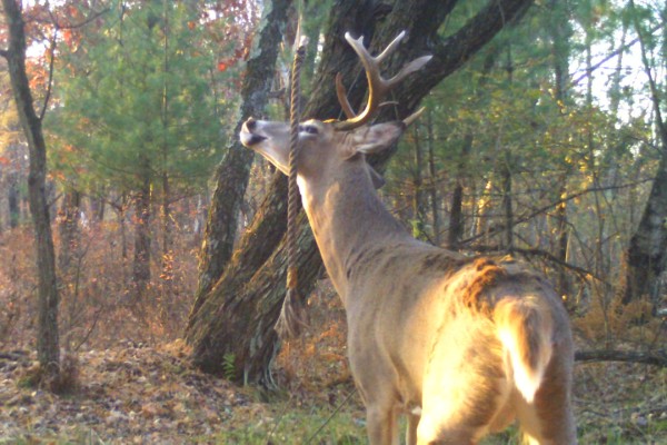 From Mock Scrapes to Active Scrapes: Building Better Deer Scent Hubs with HODAG's HempScent Rope (Field-Tested Lessons)