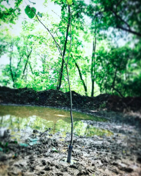 Let the deer do the work