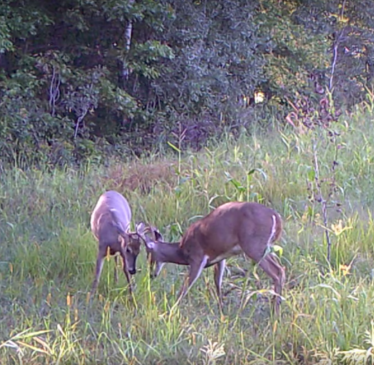 The battle of the Licking Stick - bucks establishing dominance and becoming territorial