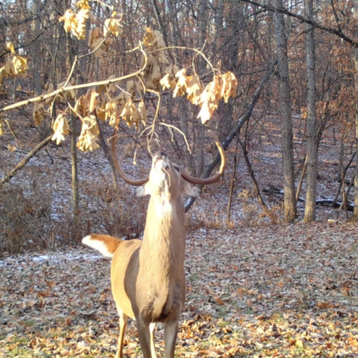 New HODAG product now available: The Licking Branch System