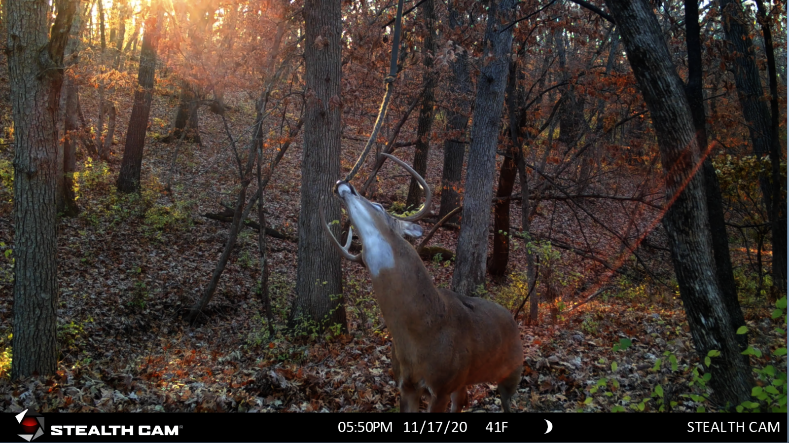 Hemp Rope For Deer Scent Communication