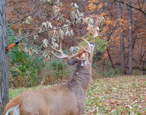 Eliminating Competition for the Ultimate Mock Scrape