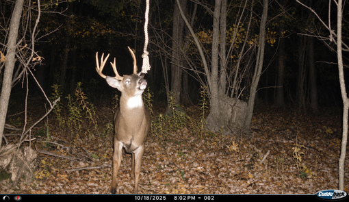 The October Shift: When Trail Cams Move From Food To Scrapes