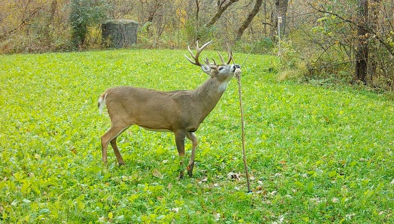 Why Should Your Food Plot Have a HODAG Licking Stick System?