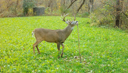 Why Should Your Food Plot Have a HODAG Licking Stick System?