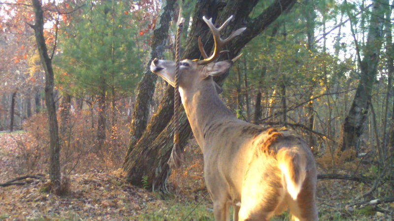 From Mock Scrapes to Active Scrapes: Building Better Deer Scent Hubs with HODAG's HempScent Rope (Field-Tested Lessons)