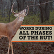 HODAG Sweet November Rut Scent