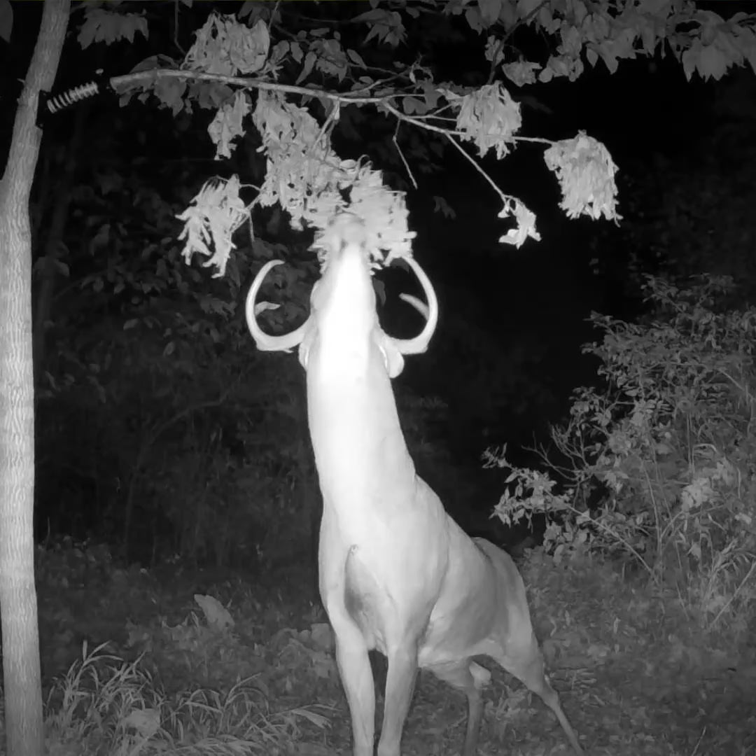 HODAG Licking Branch Mock Scrape System | HODAG Outdoors